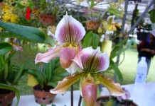 กล้วยไม้รองเท้านารี กล้วยไม้รองเท้านารี