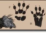 porcupine