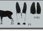 serow