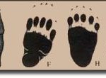 sunbear