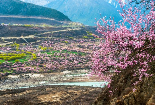 ทิเบต ป่าท้อสิบลี้ หลินจือ เทศกาลดอกท้อ