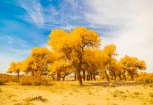 รีวิว :: ทริปหูหยางหลิน(胡杨林)-กานซู่และมองโกเลียใน(甘肃省和内蒙古)(11-19/10/2023)